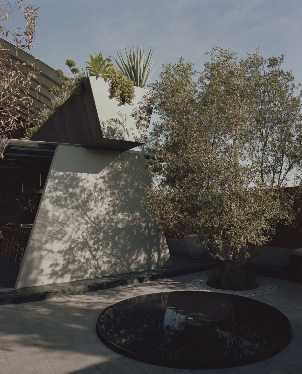 trees at soko in mexico